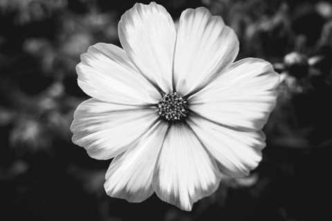 Gorgeous Petals (Black And White)