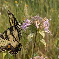 The Devastating Consequences of Neglecting Plant Conservation in Anoka County, MN