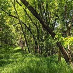 Restoring and Rehabilitating Degraded Plant Habitats in Anoka County, MN