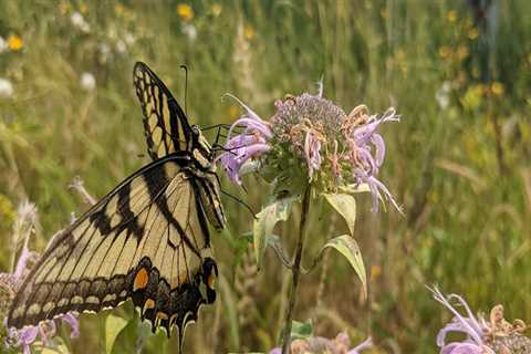 The Devastating Consequences of Neglecting Plant Conservation in Anoka County, MN