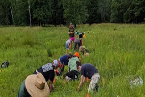 The Importance of Protecting Endangered Plant Species in Anoka County, MN