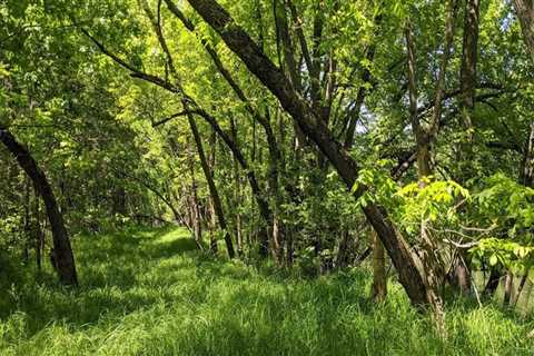 Restoring and Rehabilitating Degraded Plant Habitats in Anoka County, MN