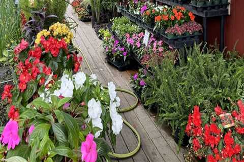 The Most Popular Plants and Flowers for Landscaping in Camden County, New Jersey