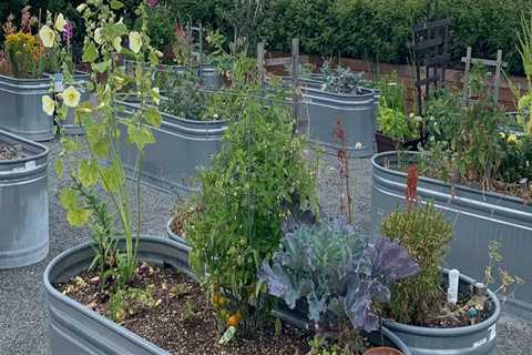 Expert Tips for Successful Container Gardening in King County, Washington