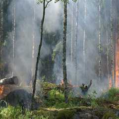 Adapting to Natural Disasters: How Farmers and Foresters in Gulfport, MS Overcome Challenges