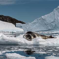 Rockabye baby: the ‘love songs’ of lonely leopard seals resemble human nursery rhymes