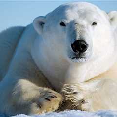 The polar bear, an emblematic subject of culture
