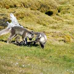 The Polar Retrospective – A new map, a new vessel, and a new threat for Arctic foxes