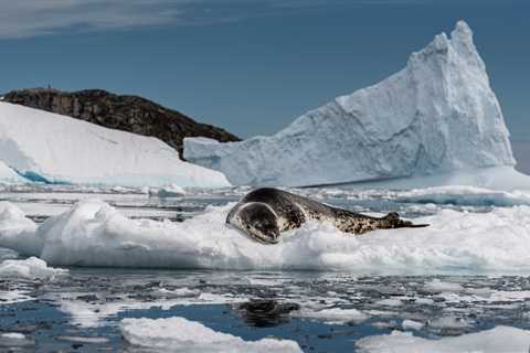 Rockabye baby: the ‘love songs’ of lonely leopard seals resemble human nursery rhymes