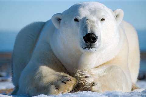 The polar bear, an emblematic subject of culture