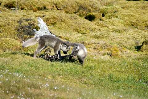 The Polar Retrospective – A new map, a new vessel, and a new threat for Arctic foxes