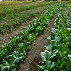 Sustainable Farming: Balancing Productivity and Environmental Responsibility in Salt Lake County,..