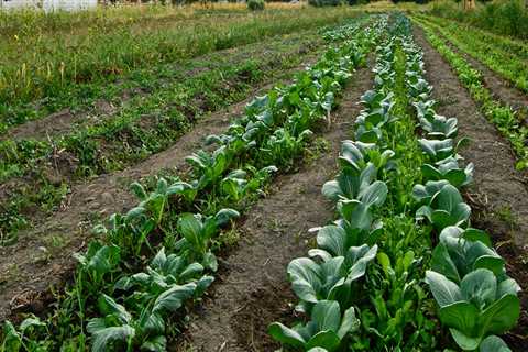 Sustainable Farming: Balancing Productivity and Environmental Responsibility in Salt Lake County,..
