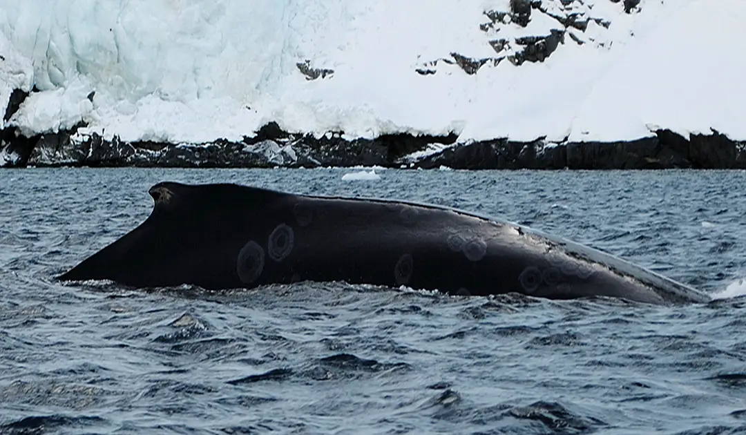 Scientists report early return of whales