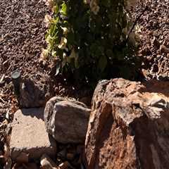 Creating a Sustainable Garden in Pinal County, Arizona: Expert Tips and Strategies