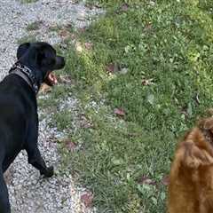 Discovering Pet-Friendly Gardens in Wilder, Kentucky