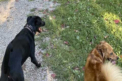 Discovering Pet-Friendly Gardens in Wilder, Kentucky