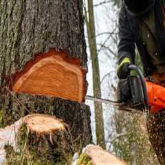 Understanding Regulations and Permits for Tree Trimming and Pruning
