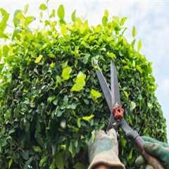 Understanding the Differences Between Tree Trimming and Pruning: A Comprehensive Guide