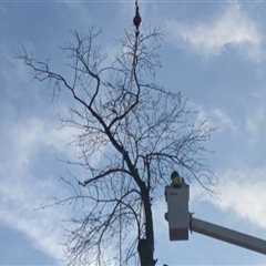 DIY Tree Trimming vs. Hiring a Professional: What You Need to Know