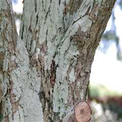 Identifying Signs of Improper Tree Trimming and Pruning