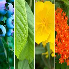 The Vital Role of Native Plants in Sustainable Gardening