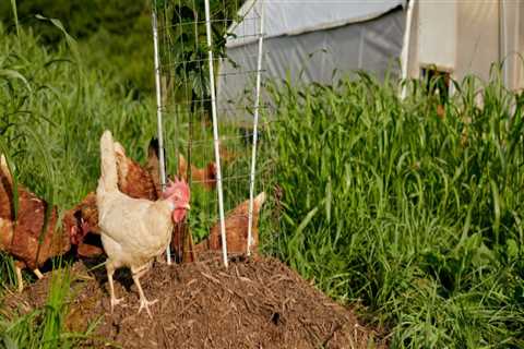 The Rewards of Farming in Waxhaw, North Carolina: A Deep Dive into Local Agriculture