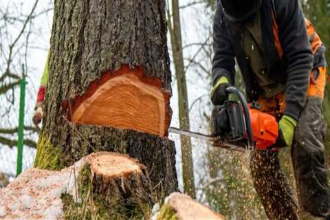 Understanding Regulations and Permits for Tree Trimming and Pruning