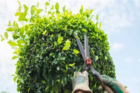 Understanding the Differences Between Tree Trimming and Pruning: A Comprehensive Guide