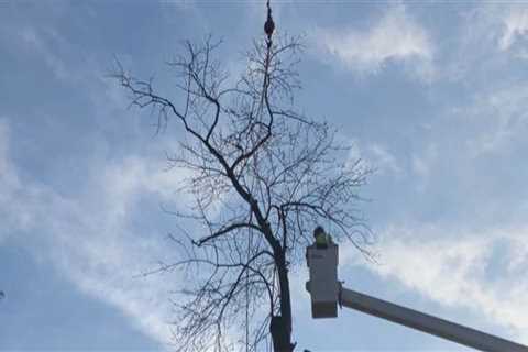 DIY Tree Trimming vs. Hiring a Professional: What You Need to Know