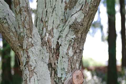 Identifying Signs of Improper Tree Trimming and Pruning