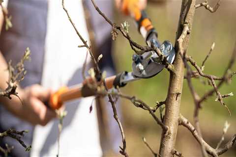 The Ultimate Guide to Tree Trimming and Pruning: Timing for Optimal Growth