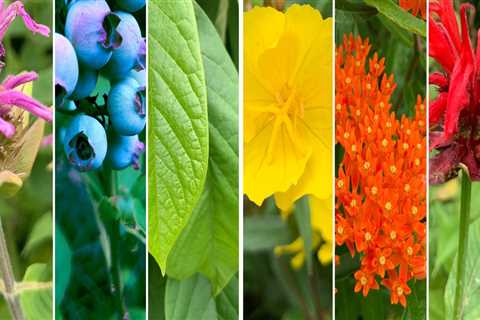 The Vital Role of Native Plants in Sustainable Gardening