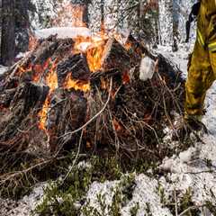 The Role of Tree Management in Enhancing Fire Prevention and Safety
