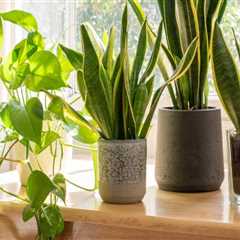 Enhancing Air Circulation for Healthier Indoor Plants