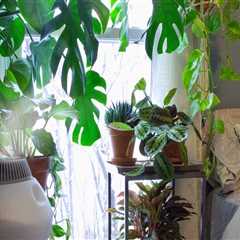 Understanding Humidity Needs for Healthy Indoor Plants