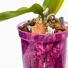 Identifying Over-Fertilization in Orchids: Essential Care Tips