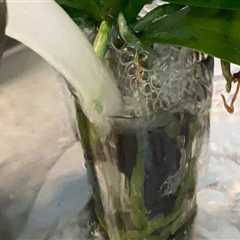 Effective Techniques for Watering Orchids Without Wetting the Leaves