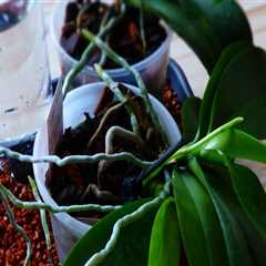 Enhancing Orchid Care: The Role of Humidifiers in Maintaining Ideal Humidity Levels