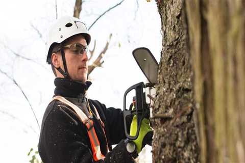Understanding the Costs of Professional Tree Management Services