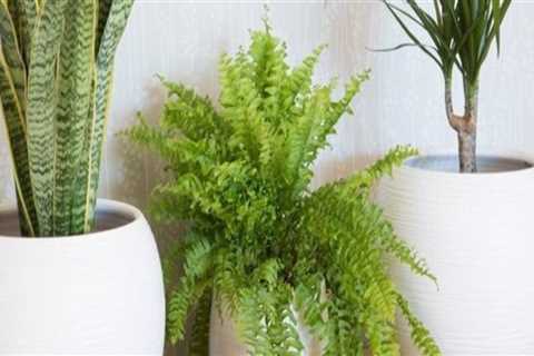 Understanding Temperature Needs for Healthy Indoor Plants