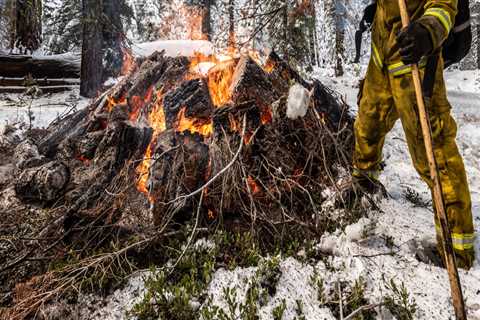 The Role of Tree Management in Enhancing Fire Prevention and Safety