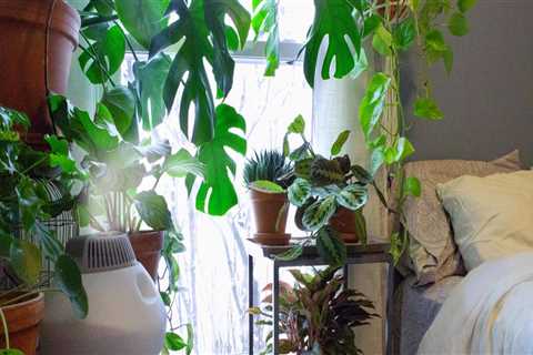 Understanding Humidity Needs for Healthy Indoor Plants