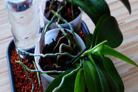 Enhancing Orchid Care: The Role of Humidifiers in Maintaining Ideal Humidity Levels