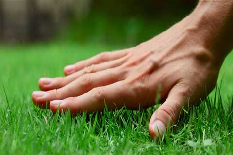 Natural Methods to Enhance Soil Fertility for Lush Lawns