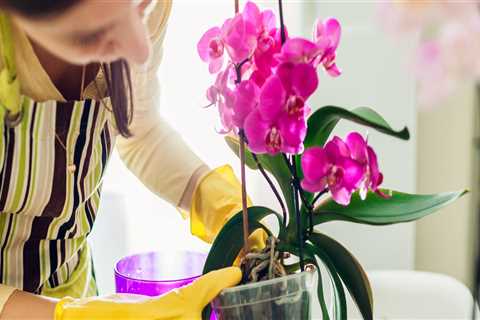 Essential Orchid Care Tips for Summer: Keeping Your Orchids Thriving Outdoors