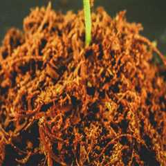 Understanding the Impact of pH Levels on Soil Fertility Improvement