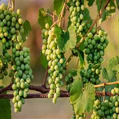 Understanding Grape Farming: Typical Yields and Factors Influencing Production