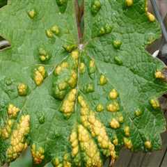 Understanding Common Plant Diseases for Effective Garden Maintenance