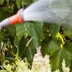 Enhancing Garden Maintenance Through Effective Watering Techniques
